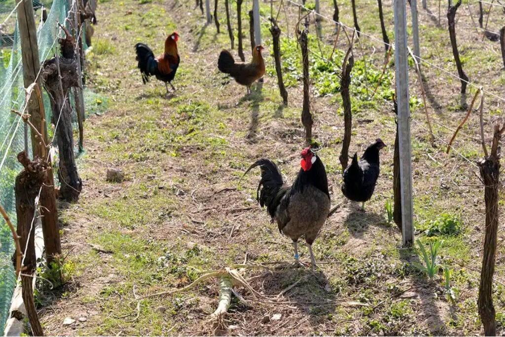 Gite L'Oeuf Ou La Poule, Parking Prive, Sur Domaine Viticole Ribeauvillé Buitenkant foto